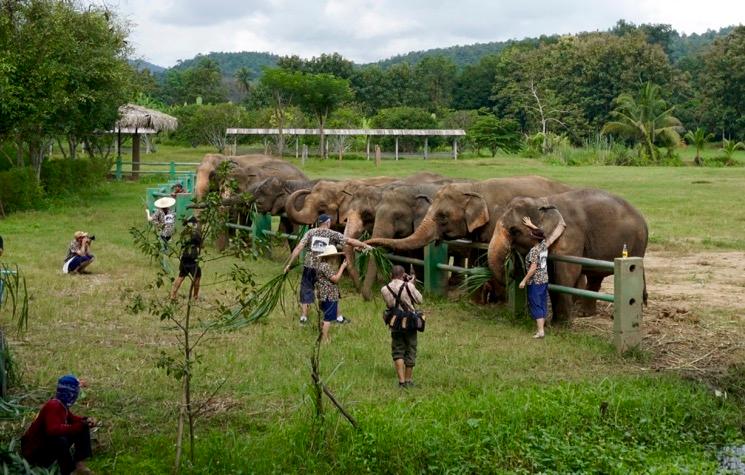 horde d'elephants