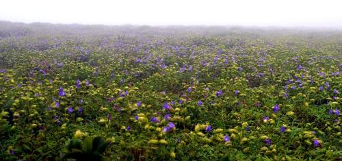 plateau de Kaas en Inde