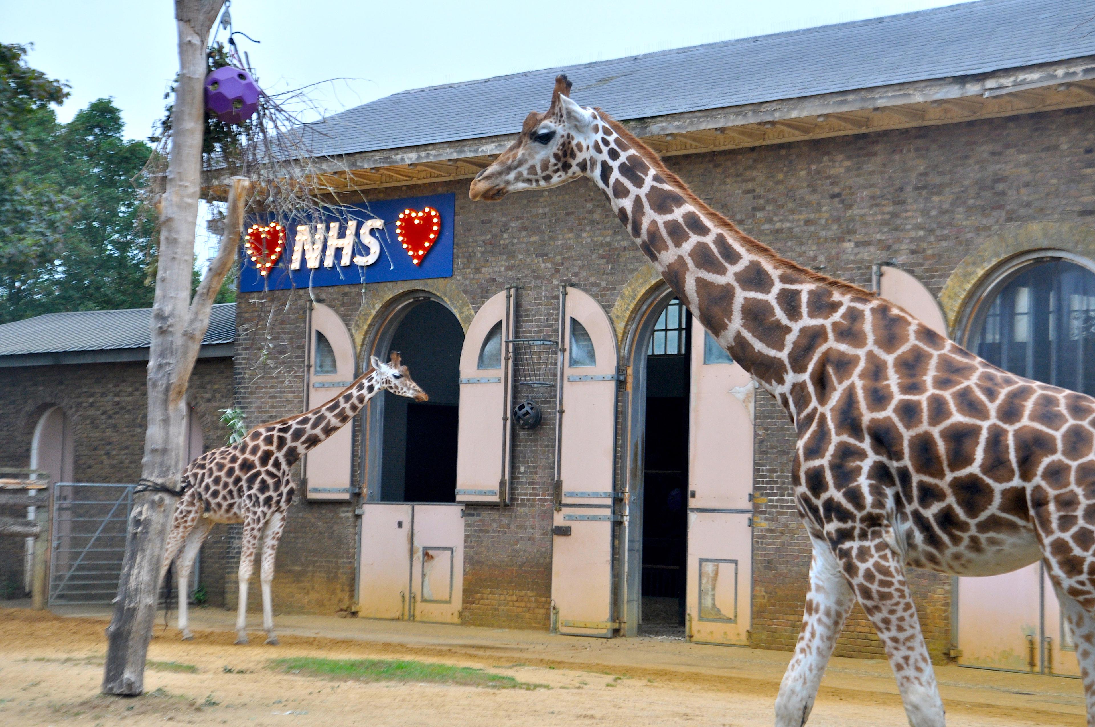 zoo londres NHS girafe 