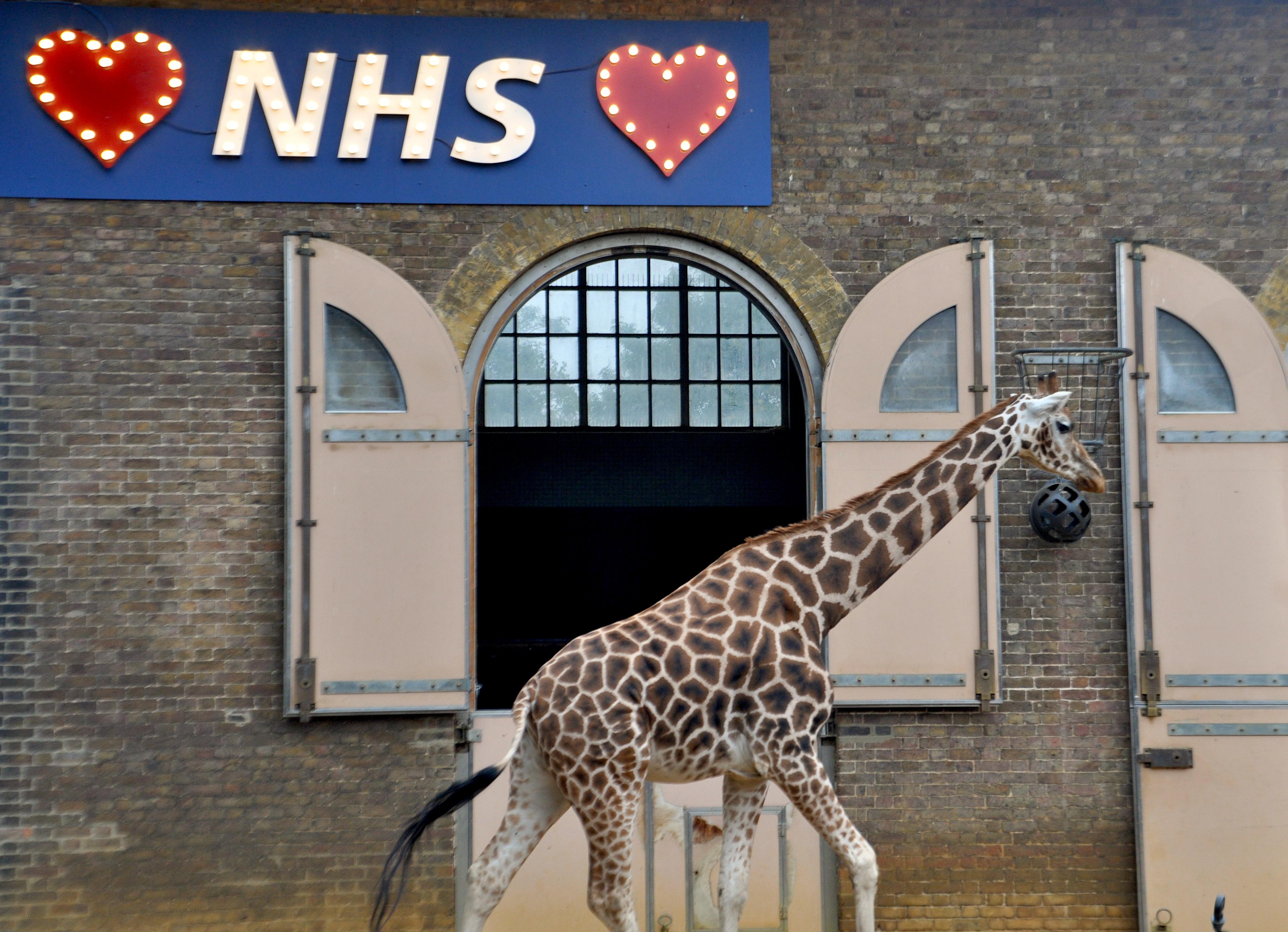 zoo londres girafe NHS