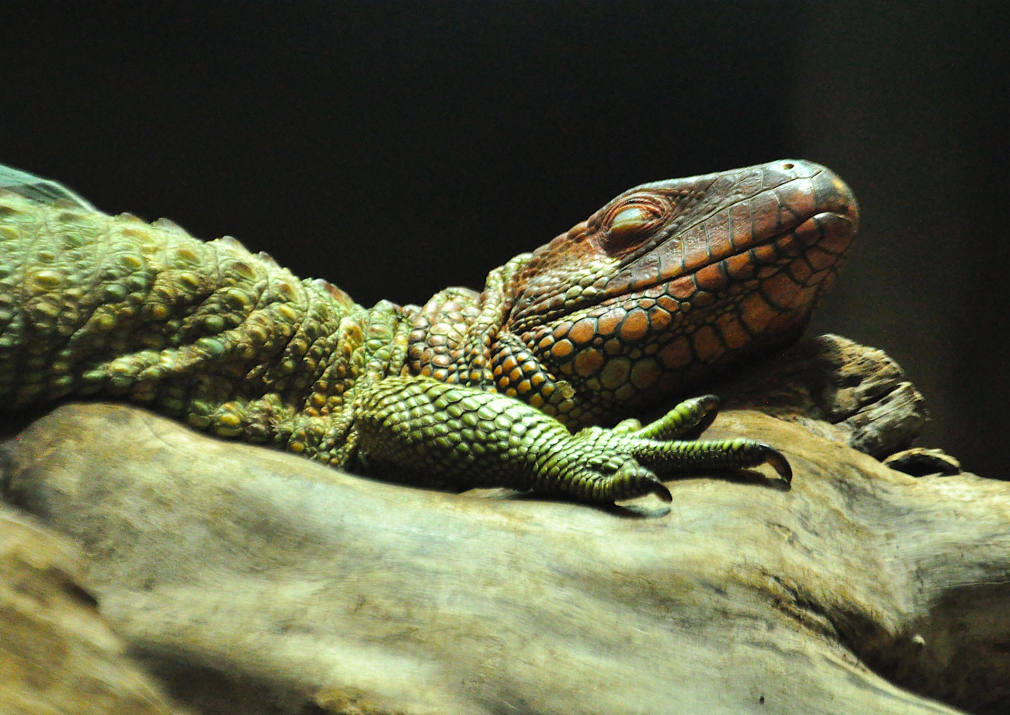 zoo londres animal reptile 