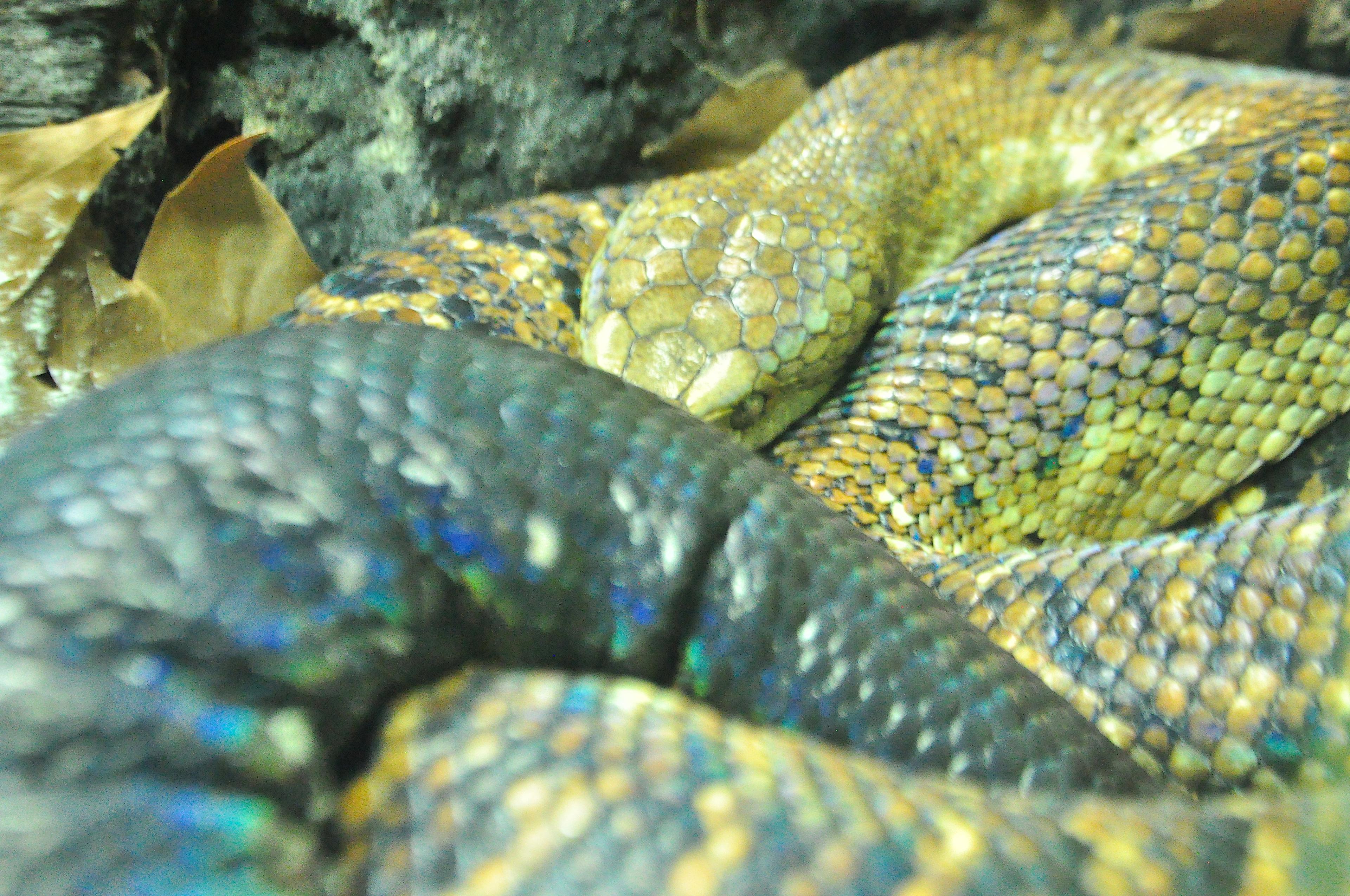 serpent zoo londres reptile 