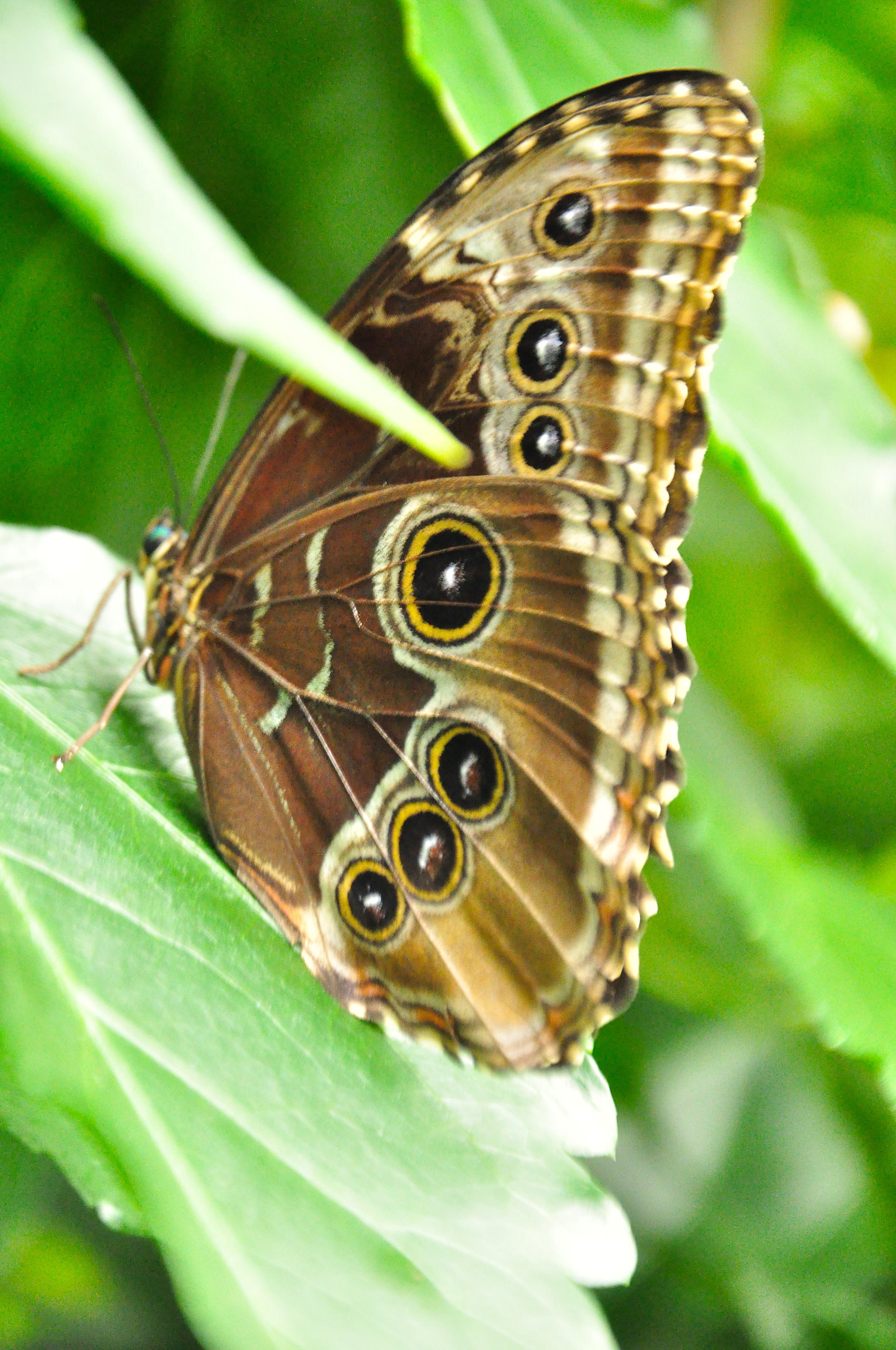 zoo londres parc papillon