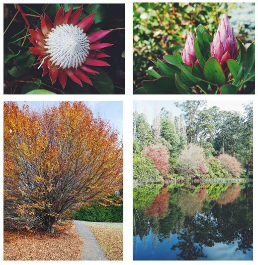 Dandenong ranges national park melbourne victoria