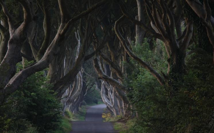 Dark Hedges