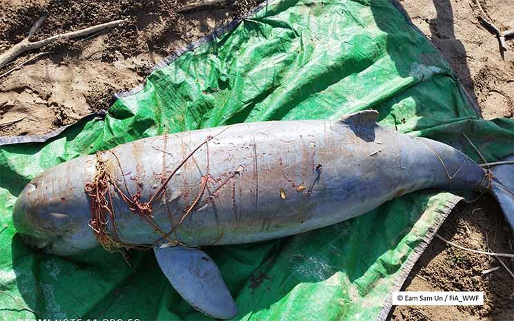 Dauphin du Mekon mort Cambodge