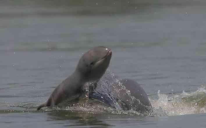 Dauphins du Mékong, source AKP