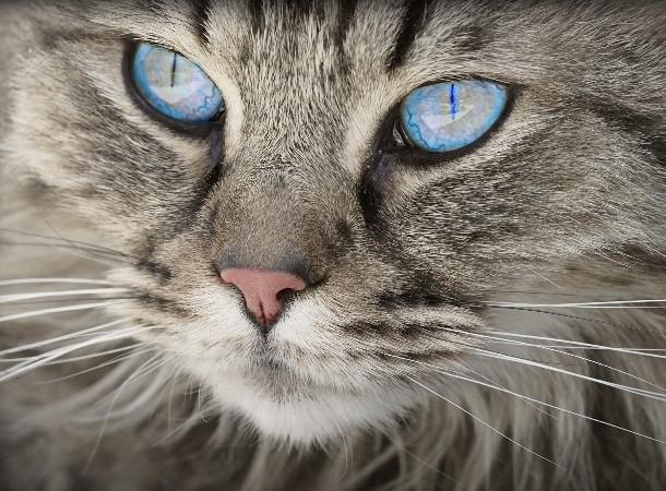 Un chat au regard perçant