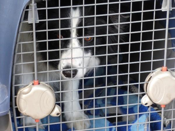 Un chien dans une cage de transport pour avion