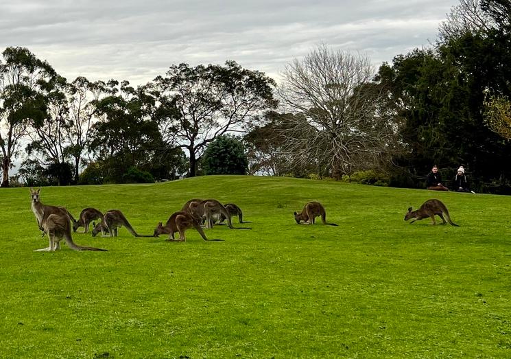 Deux personnes observent une dizaine de kangourous dans le Parc Seawinds Garden d'Arthurs Seat