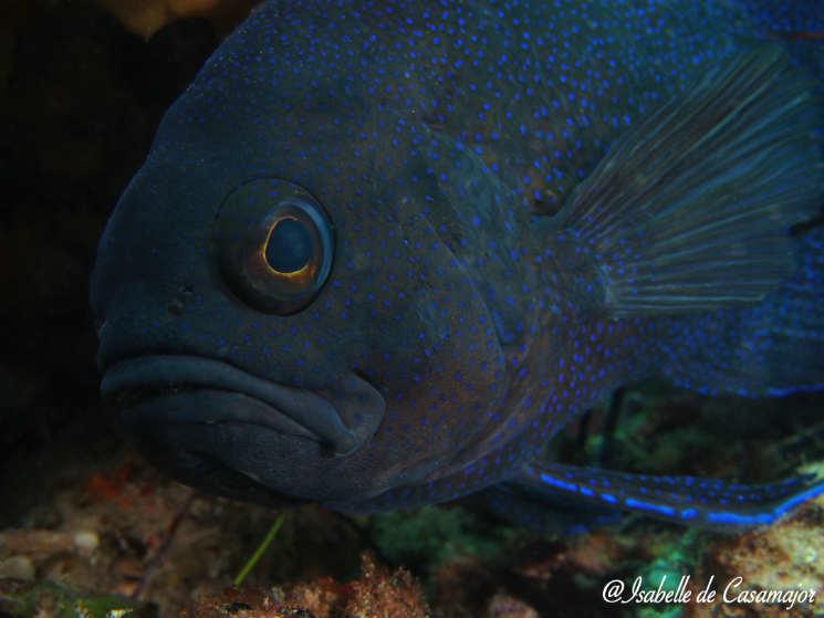 Diable bleu de la côte ouest