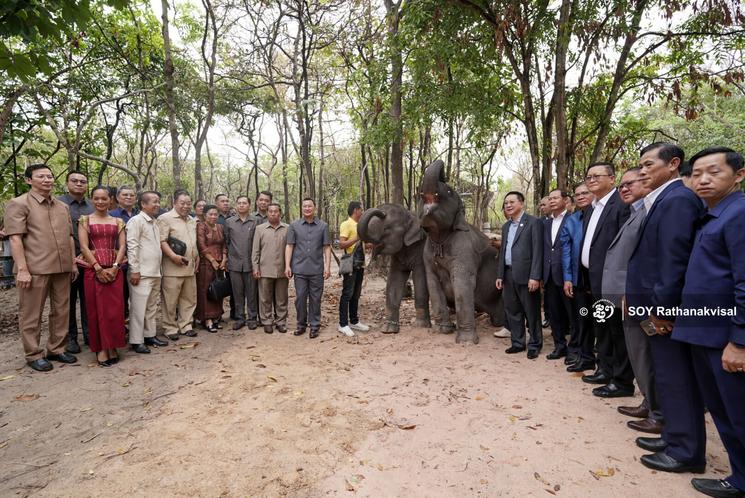 Éléphants Cambodge