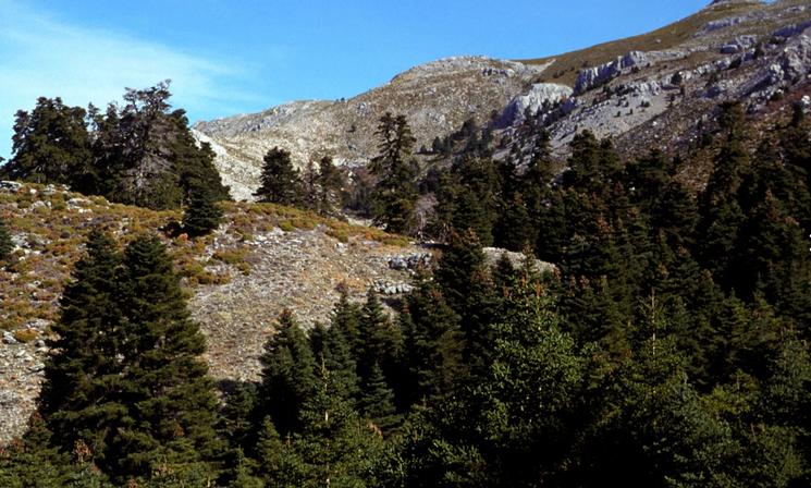 Pinsapo de la Sierra de las Nieves