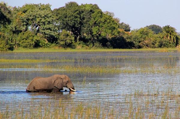 botswana, elephant, safari, tourisme, destination, voyages, afrique, chobe, kalahari