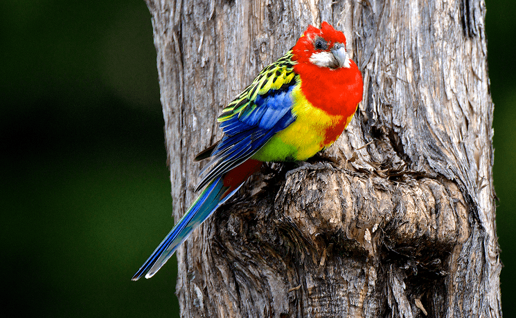 eastern rosella nouvelle zelande oiseau