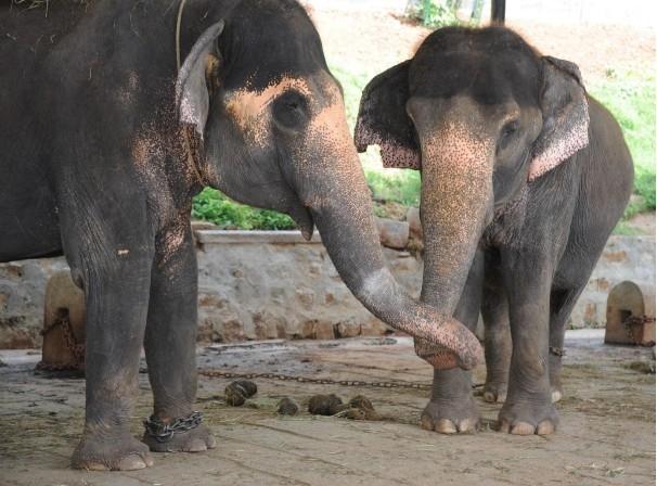 Des éléphants en captivité dans le Kerala