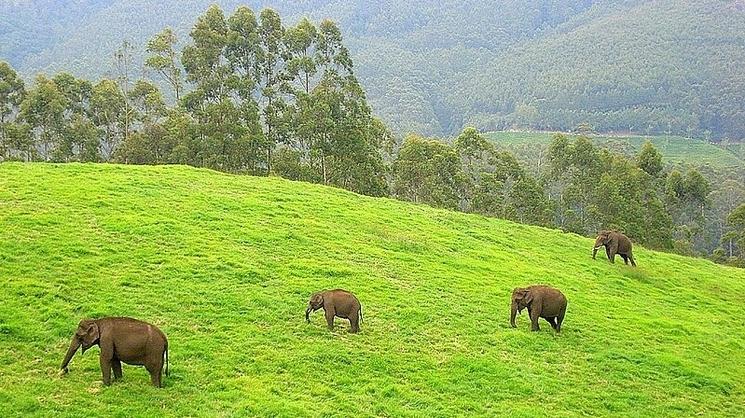 Eléphants sauvages, dans le Keralam. Photo : Aruna at Malayalam Wikipedia