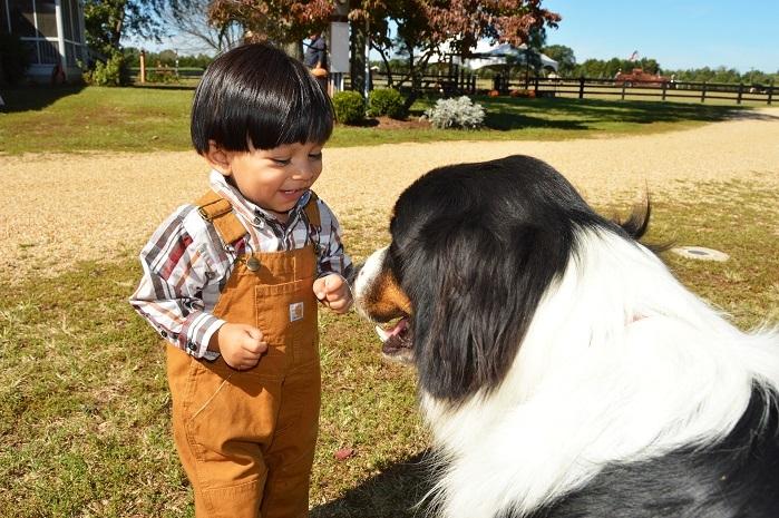 un petit garçon joue avec un gros chien