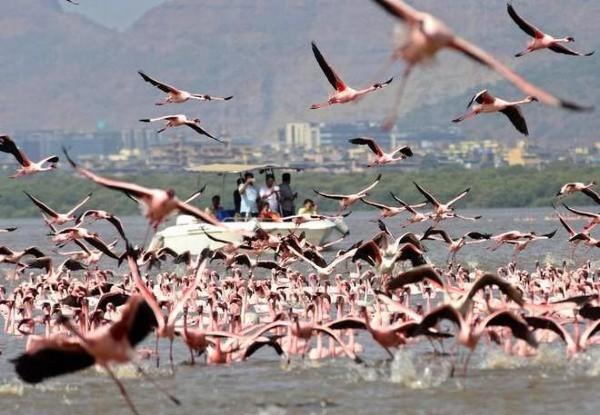 flamants roses Mumbai Than