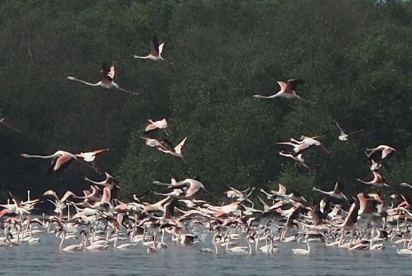 flamants roses Mumbai Thane