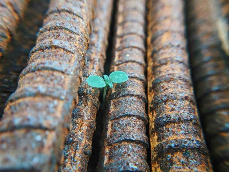 Image d'une fleur qui pousse au milieu de la rouille