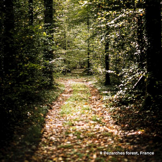 forêt investissement arbre Ecotree 