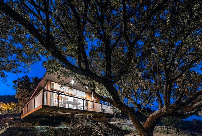 Une maison dans un arbre vue d'en bas