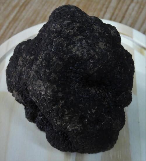 Une grosse truffe noire de Valencia