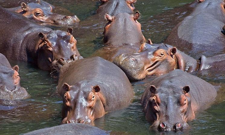 Hippopotame de Pablo Escobar