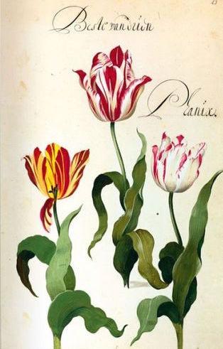 tulipe turquie