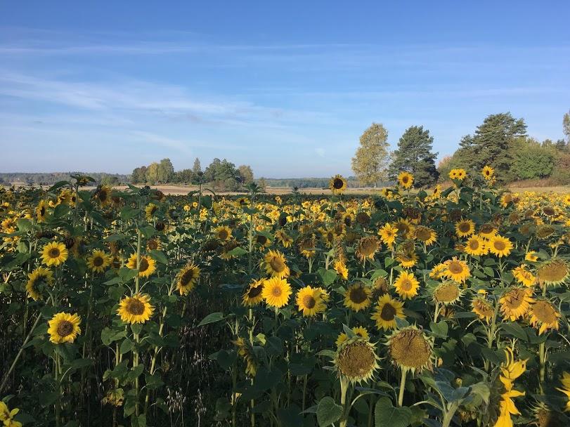 tournesols suède 