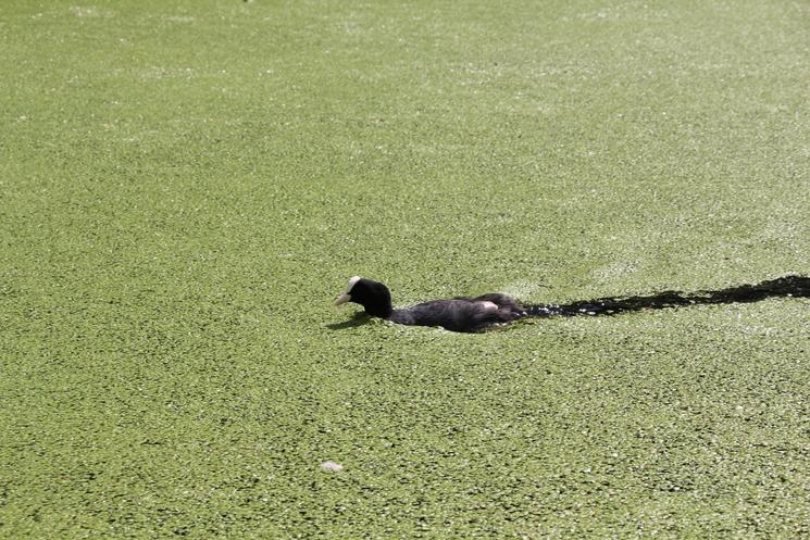 Une poule d'eau sur le Regent's Canal