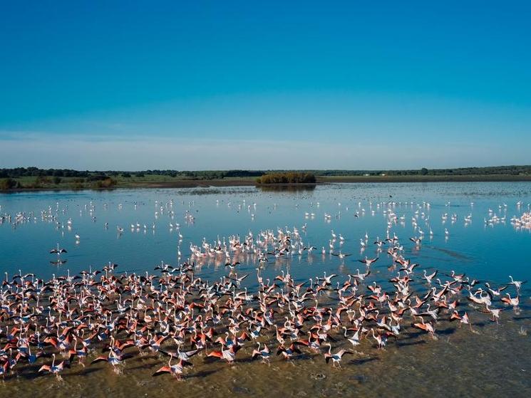 Parc National de Doñana. turismosevilla.org