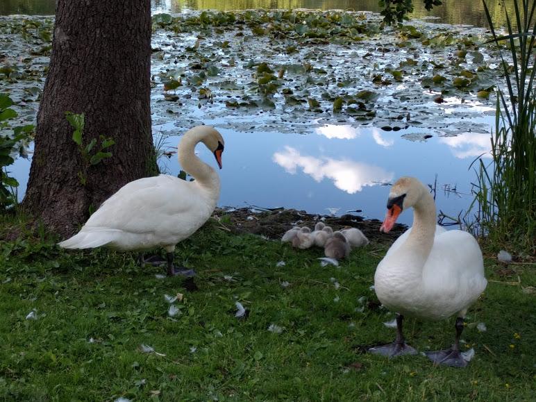 cygnes stockholm 