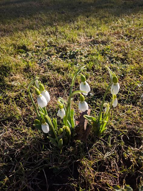 snödroppar perce neige