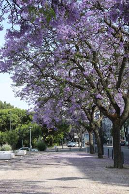 Jacaranda