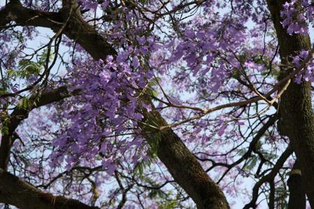 Jacaranda