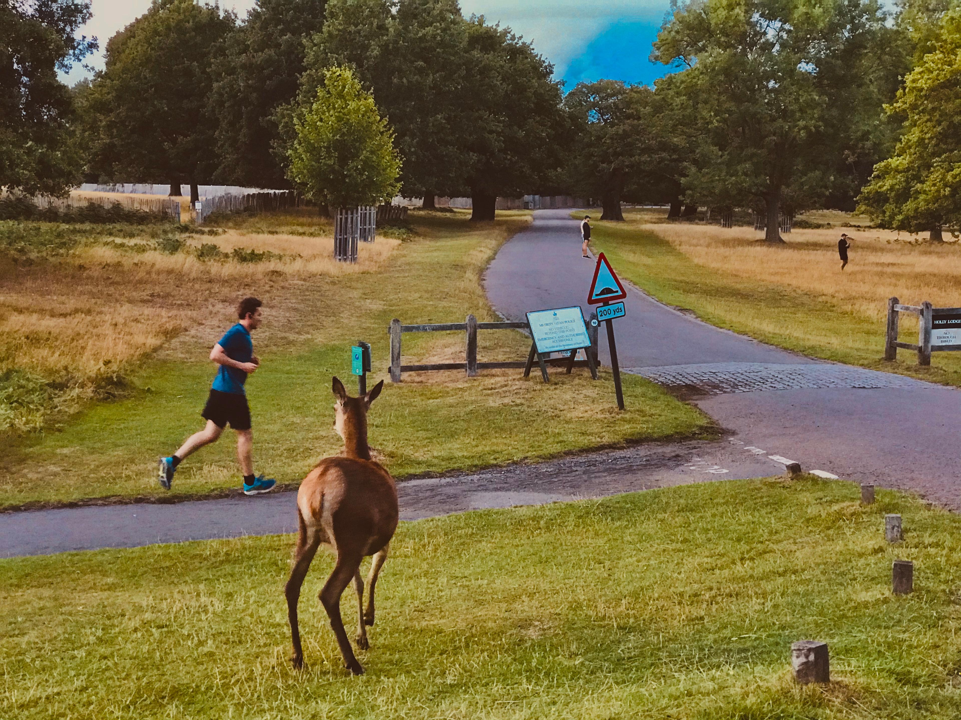 richmond park velos cerfs