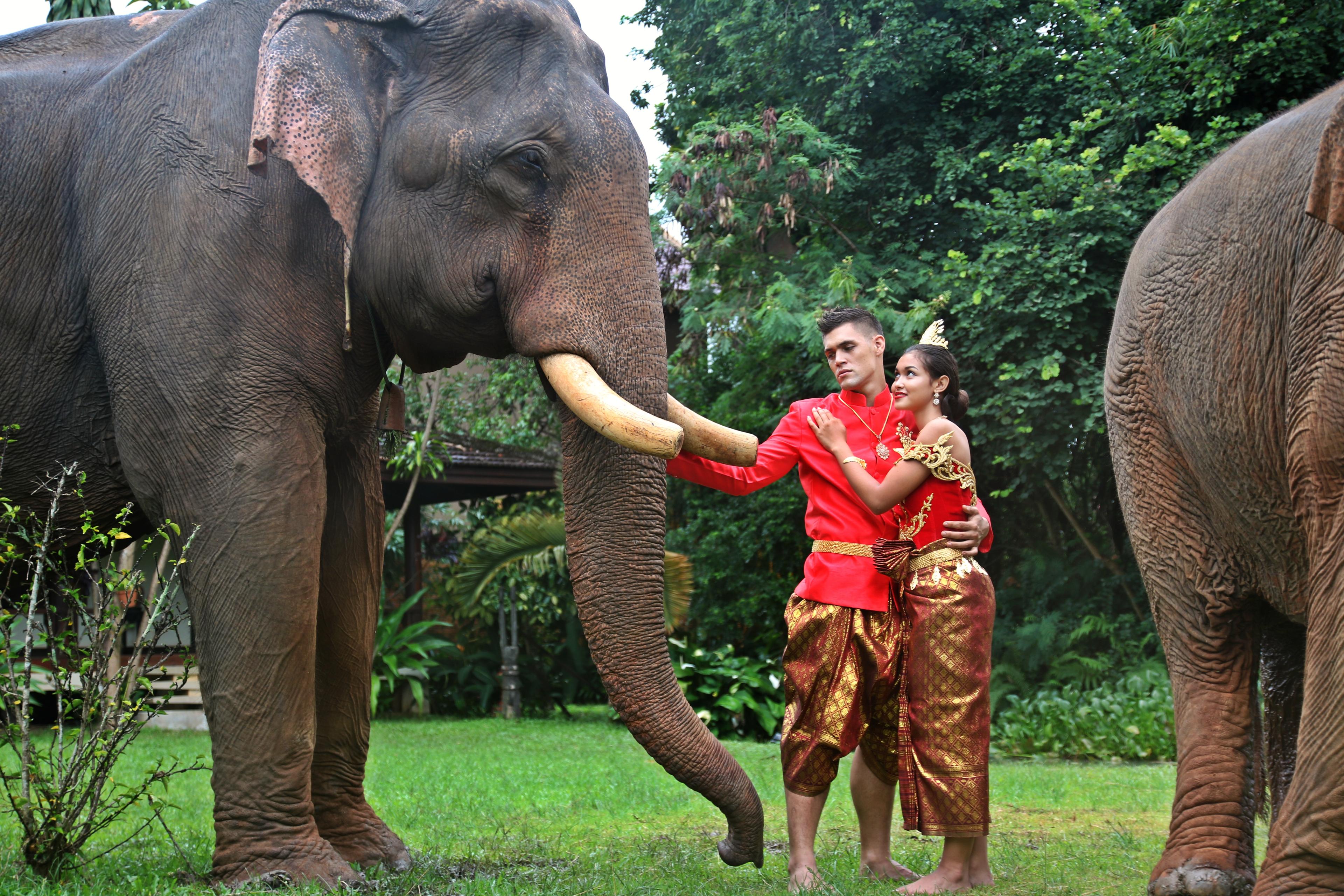 mariage accompagné des éléphants de l'association. Crédit : Fondation airavata