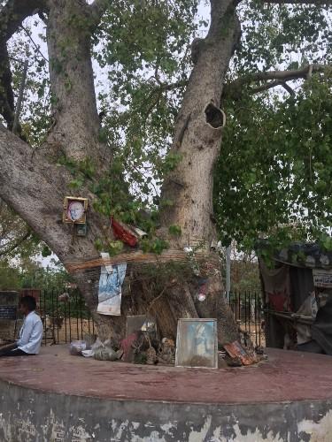 croyances hindoues arbre dieu