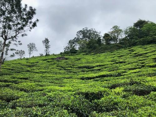 Kerala que faire Munnar