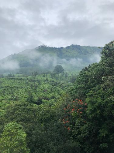 Kerala que faire Munnar