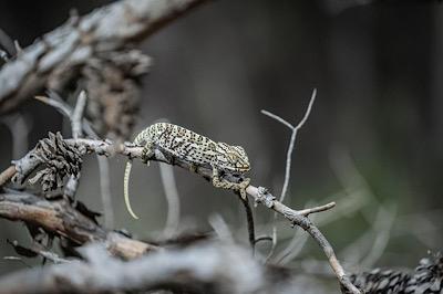 Caméléon Malaga