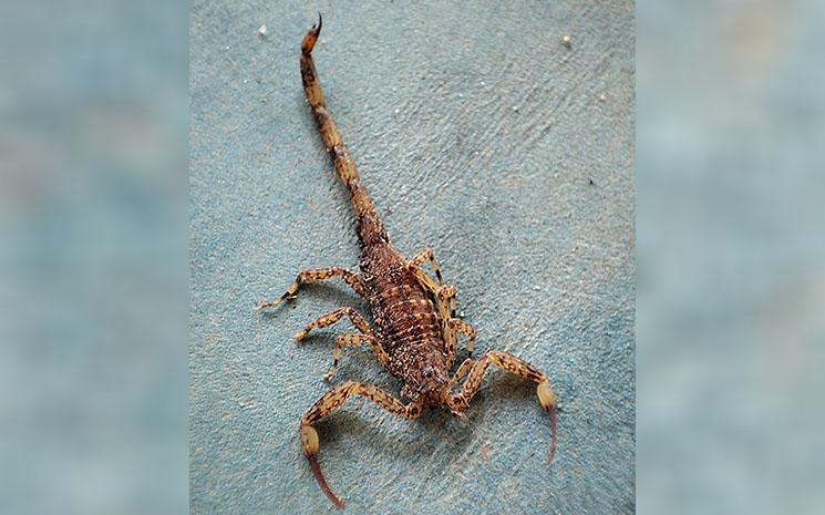 Vue d'un scorpion Isometrus maculatus