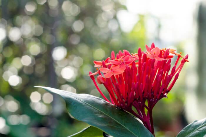 Ixora_javanica