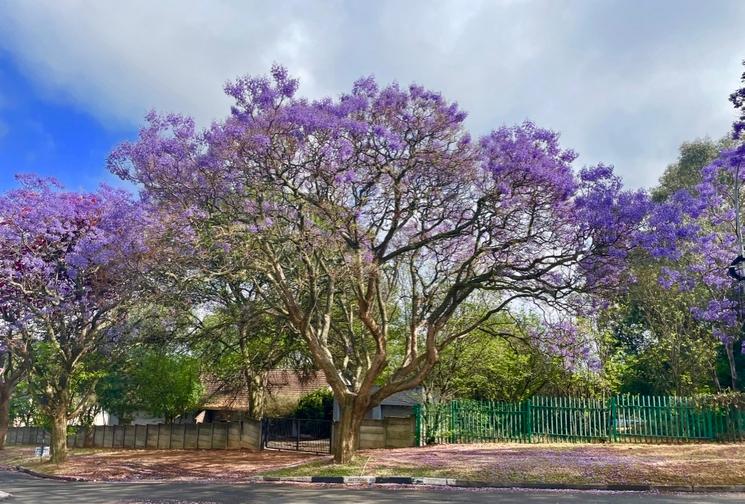 Jacaranda dans une rue de Johannesburg