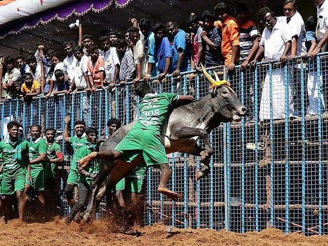 Jallikattu au Tamil Nadu