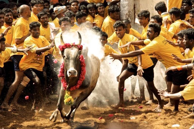 jallikattu tamil nadu india sport vaches