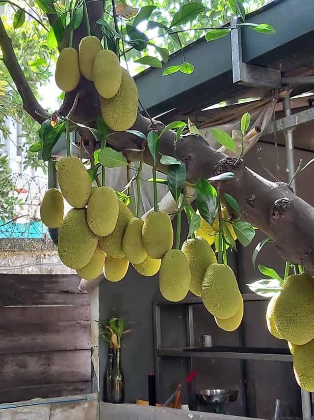 Jaques sur leur arbre dans un jardin de Phnom Penh