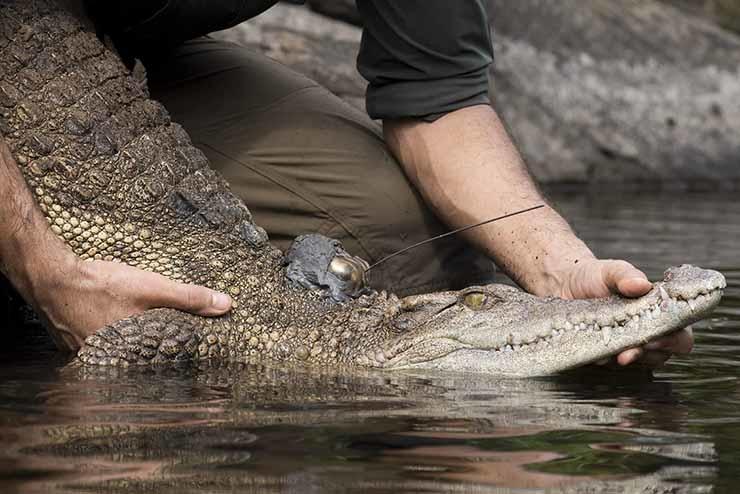 lâché de crocodiles